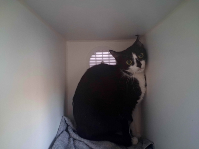 Fundkatze 2